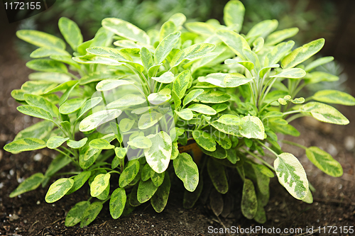 Image of Sage plant