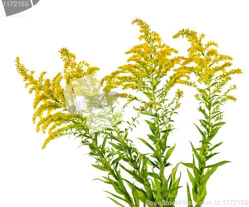 Image of Goldenrod plant