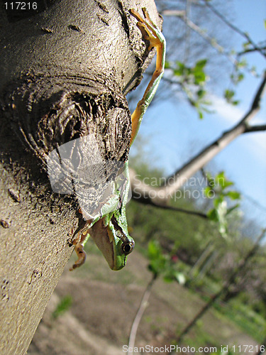 Image of little green frog on the tree