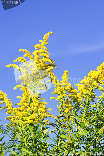 Image of Goldenrod plant