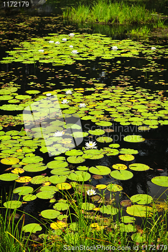 Image of Lily pads on lake