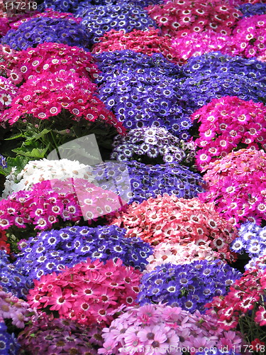 Image of lot of colored flowers