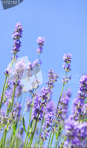 Image of Lavender blooming in a garden