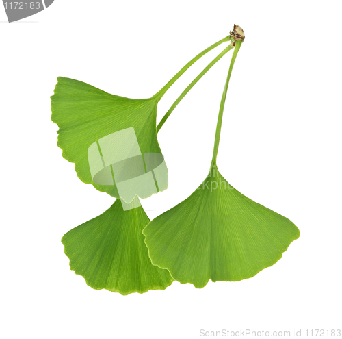 Image of Ginkgo Biloba leaves