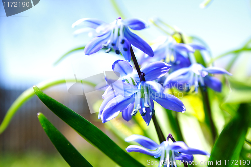 Image of Close view of the blue flowers