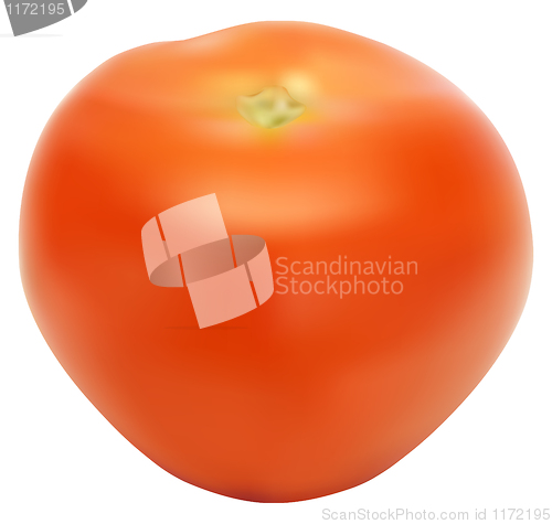 Image of llustration of the red and fresh tomato