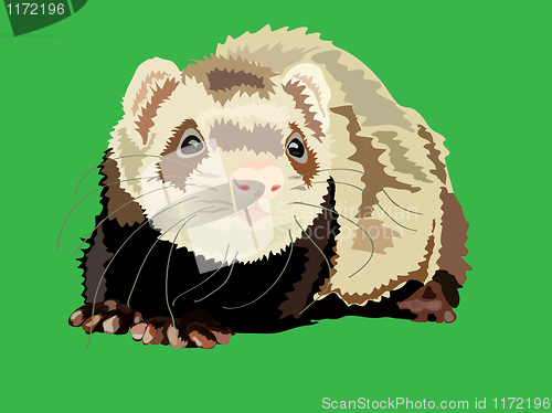 Image of vector illustration of the ferret