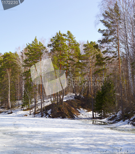 Image of Siberian forest