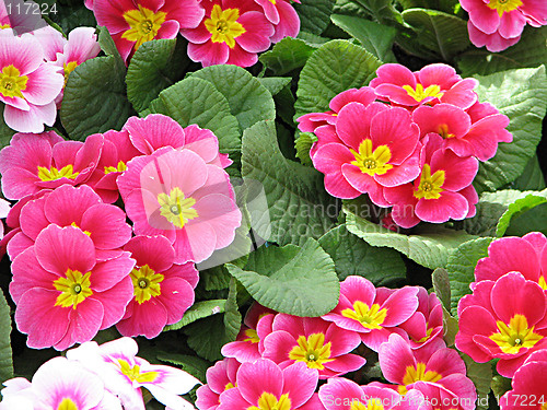 Image of light pink primrose