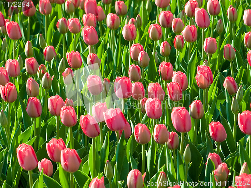 Image of Tulips.