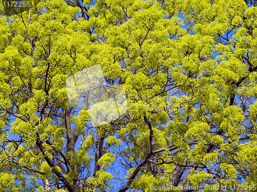 Image of Blossomed tree.