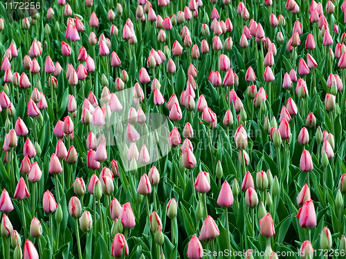 Image of Tulips.