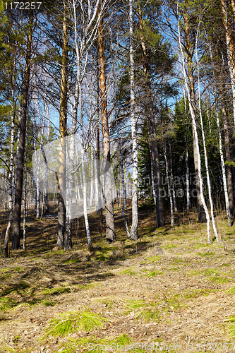 Image of Siberian forest