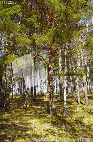 Image of Siberian forest