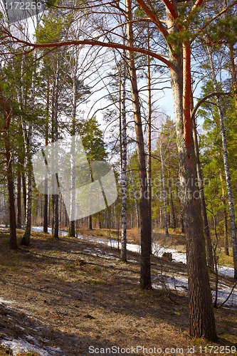 Image of Siberian forest
