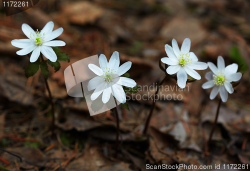 Image of Anemone altaica