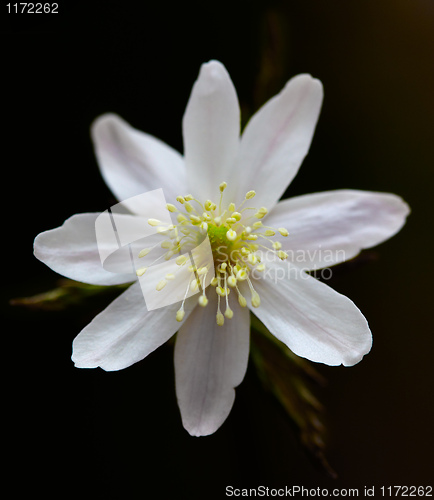 Image of Anemone altaica