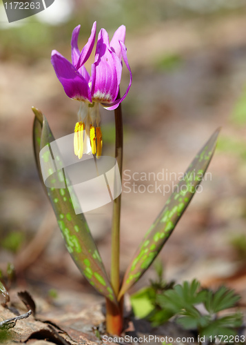 Image of Erythronium sibiricum