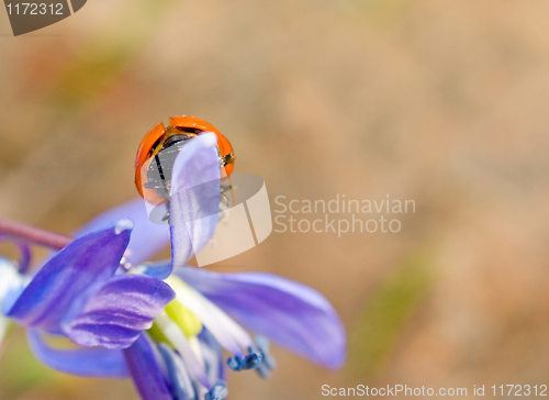 Image of Closeup of ladybugs back