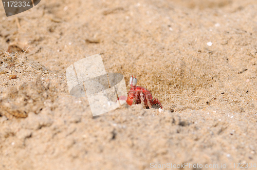 Image of Fiddler Crab