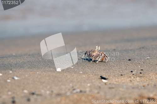 Image of Fiddler Crab