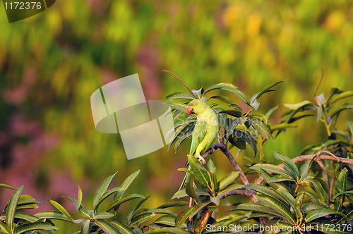 Image of Rose Ringed Parakeet