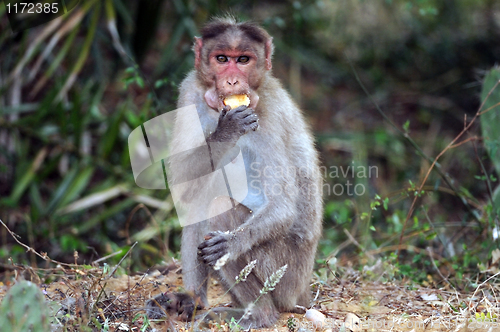 Image of Bonnet Macaque