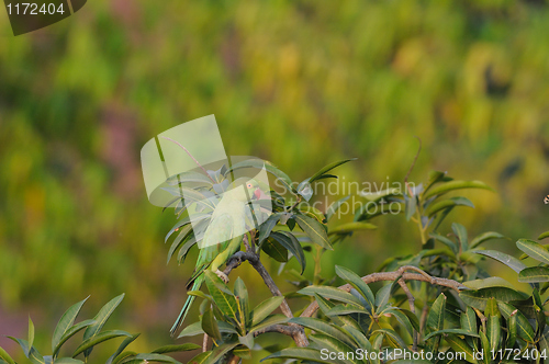 Image of Rose Ringed Parakeet