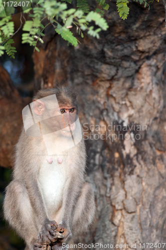 Image of Bonnet Macaque