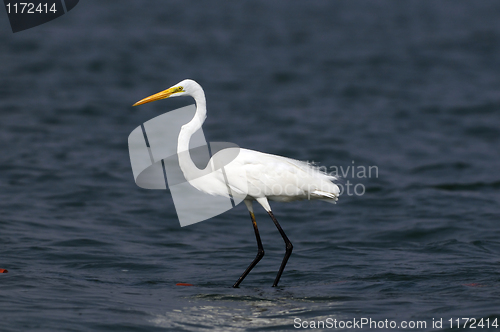 Image of Egret