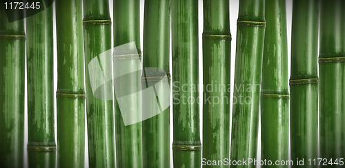 Image of hard bamboo background