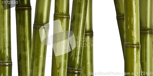 Image of wide hard bamboo background