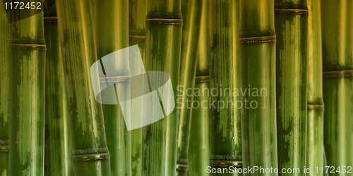 Image of wide hard bamboo background