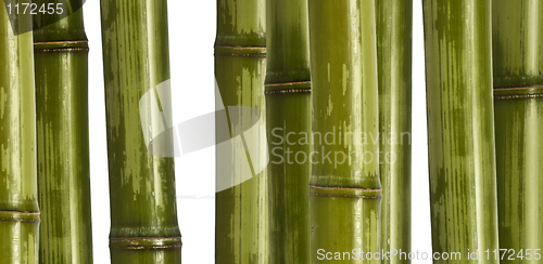 Image of wide bamboo background