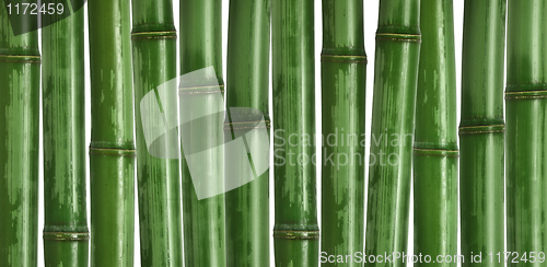 Image of hard bamboo background