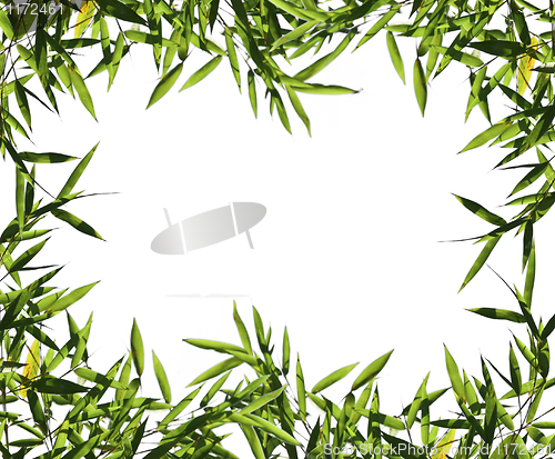 Image of  bamboo leaf background 