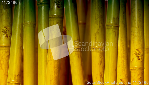 Image of bamboo background