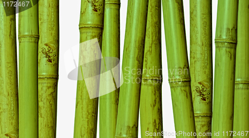 Image of bamboo background