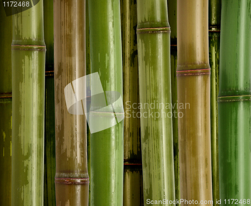 Image of bamboo background