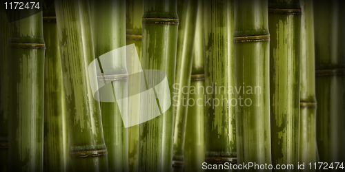 Image of wide hard bamboo background