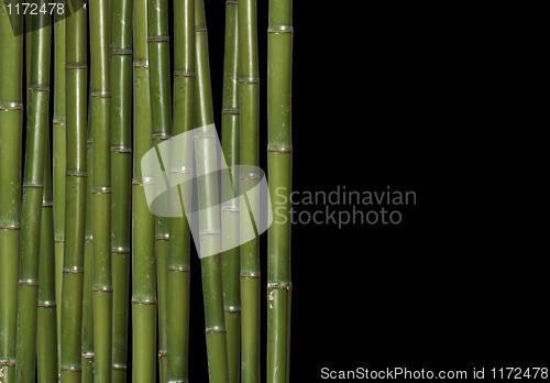 Image of hard bamboo
