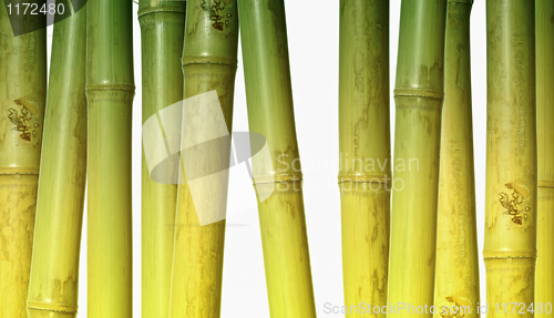 Image of bamboo background