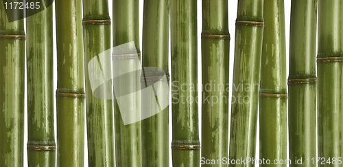 Image of hard bamboo background