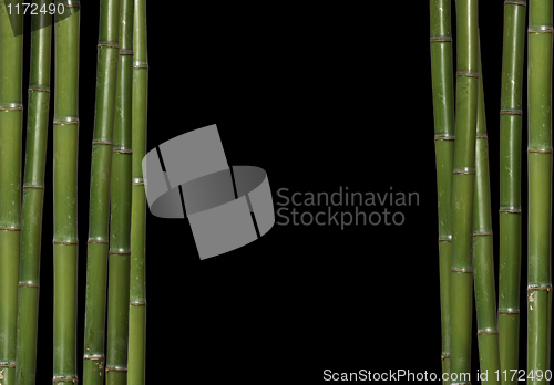 Image of bamboo