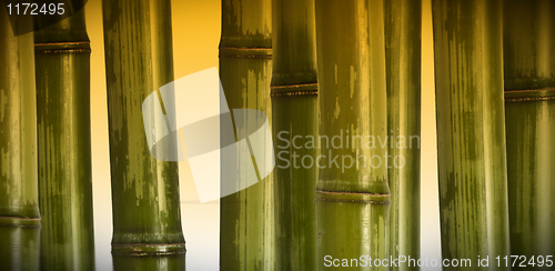 Image of wide bamboo background