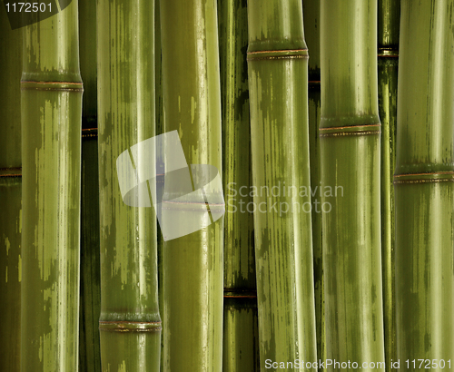 Image of fine bamboo background