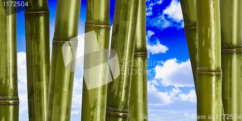 Image of wide hard bamboo background