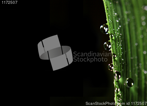 Image of green leaf and drop