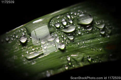 Image of green leaf and drop background