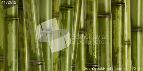 Image of wide hard bamboo background